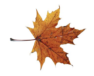Sonbahar akçaağaç yaprağı izole
