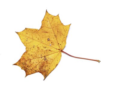 Sonbahar akçaağaç yaprağı izole