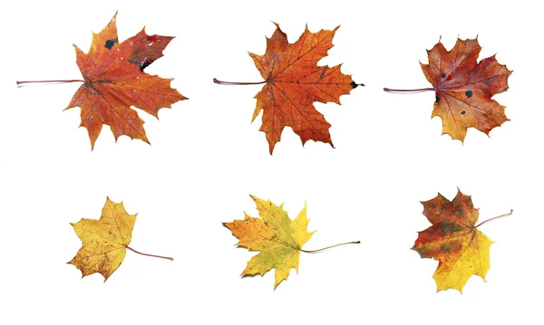 Conjunto de folhas de bordo de outono isoladas — Fotografia de Stock