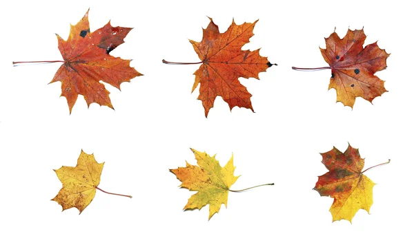 Ensemble de feuilles d'érable d'automne isolées — Photo