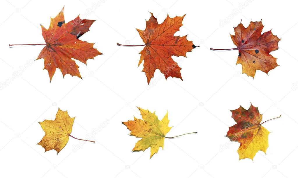 Set of autumn maple leaves isolated