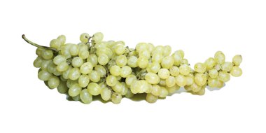 izole üzüm demet