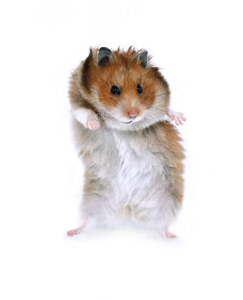 Hamster sirio marrón bailando sobre patas traseras aisladas —  Fotos de Stock
