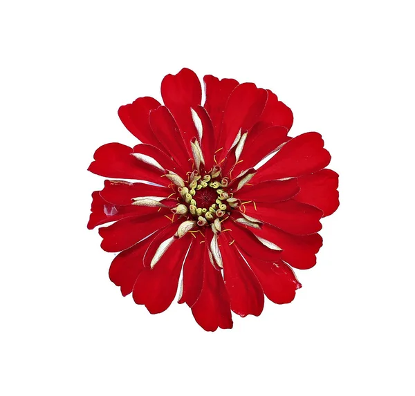 Ljusa röda blomman zinnia isolerade — Stockfoto