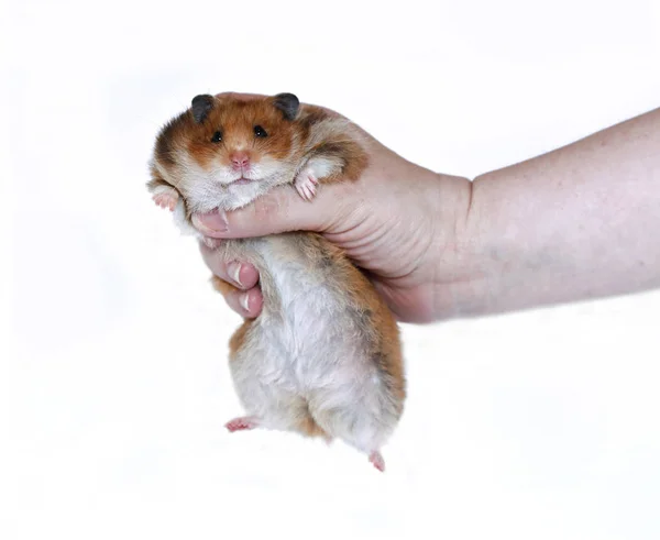 Hamster sírio marrom engraçado em uma mão feminina isolada — Fotografia de Stock
