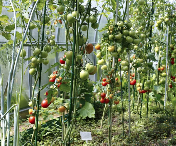 Tomates amadurecendo em uma estufa — Fotografia de Stock