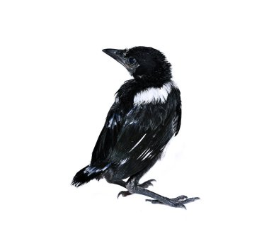 Genç magpie piliç