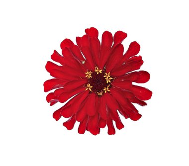 Parlak kırmızı çiçek zinnia izole