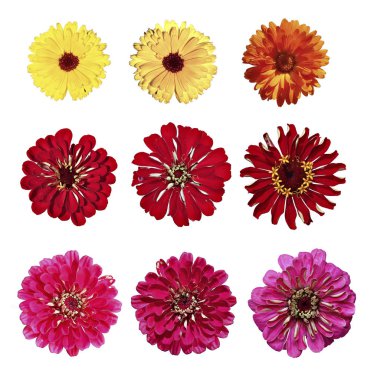 Sarı kadife çiçeği ve izole kırmızı zinnia çiçekler