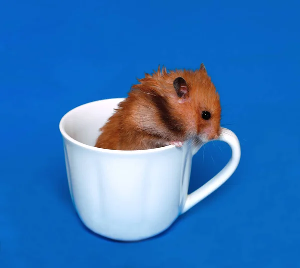 Brun syrisk hamster sitter i en vit porslin kopp — Stockfoto