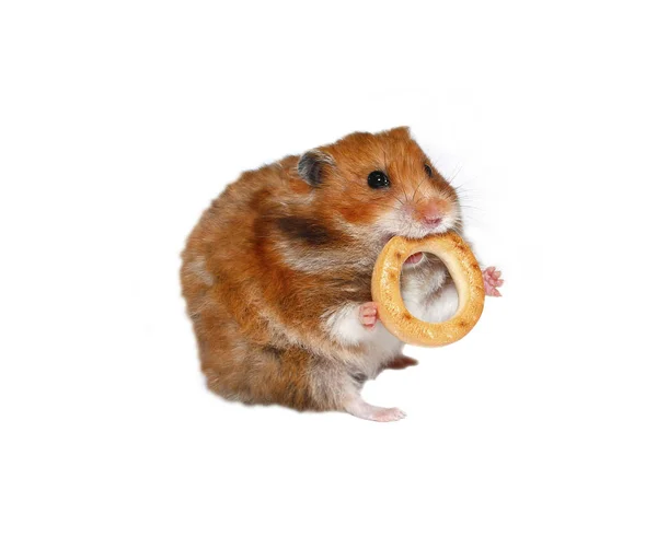 Zabawny chomik brązowy z okrągły bagel w zęby na białym tle — Zdjęcie stockowe