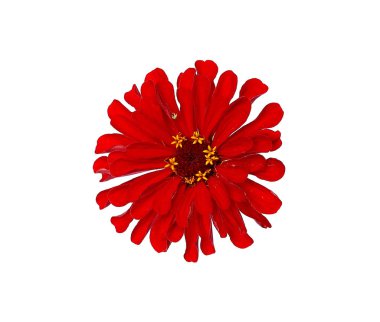 Parlak kırmızı çiçek zinnia izole