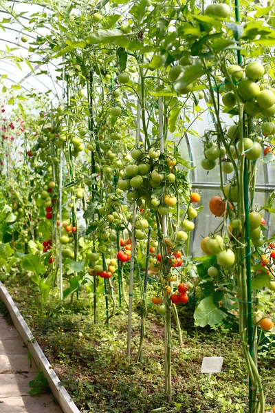 Вирощування помідорів в теплиці — стокове фото