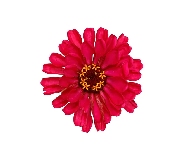 Ljusa röda blomman zinnia isolerade — Stockfoto