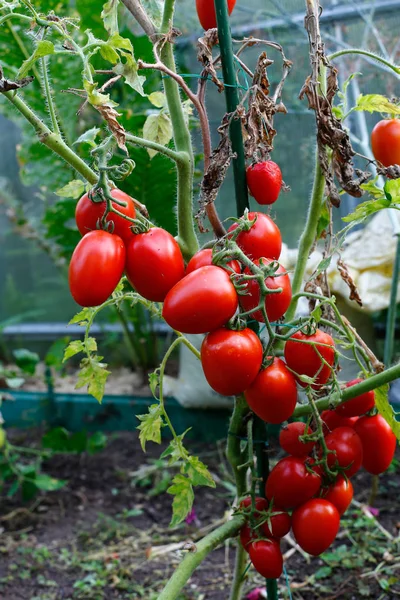 Tomates rouges dans une serre — Photo