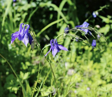 Aquilegia (havza Olimpiyat narin mavi çiçekler)