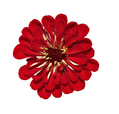 Parlak kırmızı çiçek zinnia izole