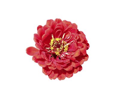 Parlak kırmızı çiçek zinnia izole