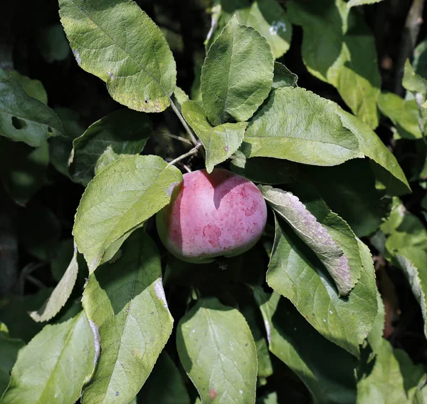 Juicy apples on a branch columnar apple trees — Stock Photo, Image