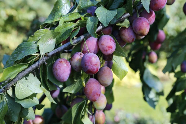 Fruits de prune sur la branche en automne — Photo