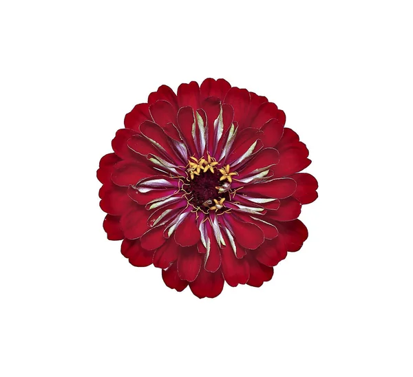 Ljusa röda blomman zinnia isolerade — Stockfoto