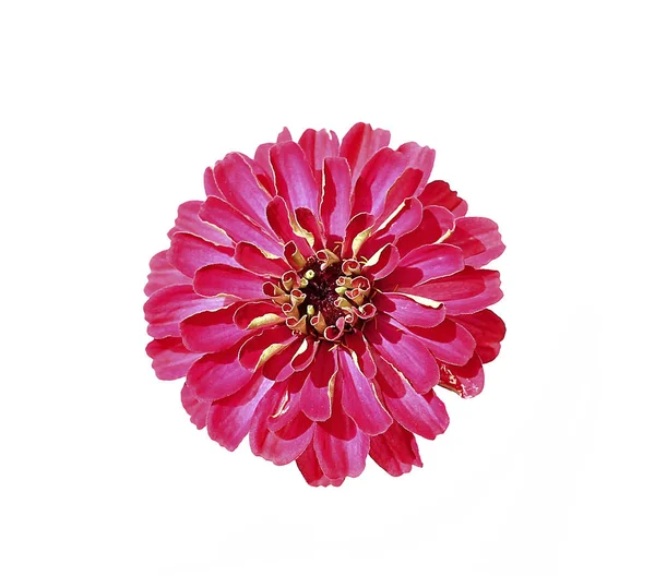 Heldere rode bloem zinnia geïsoleerd — Stockfoto