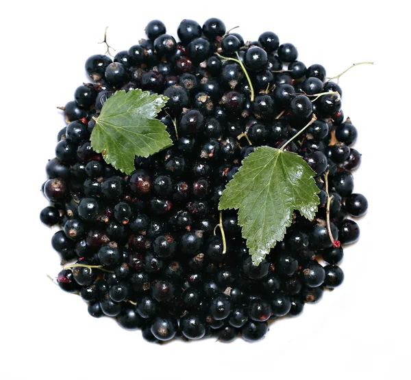 Molte bacche di ribes nero mature isolate — Foto Stock