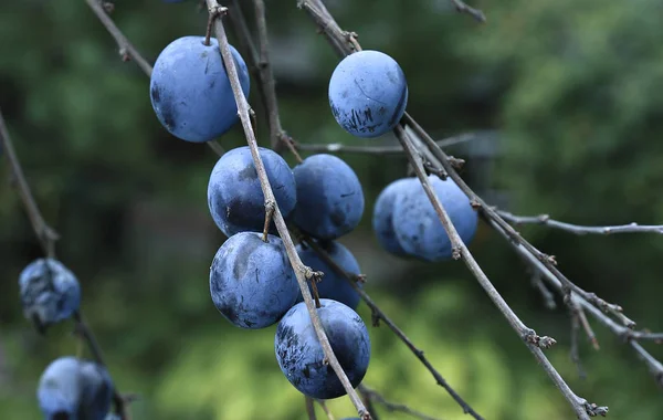 Плоды шипов на ветвях — стоковое фото