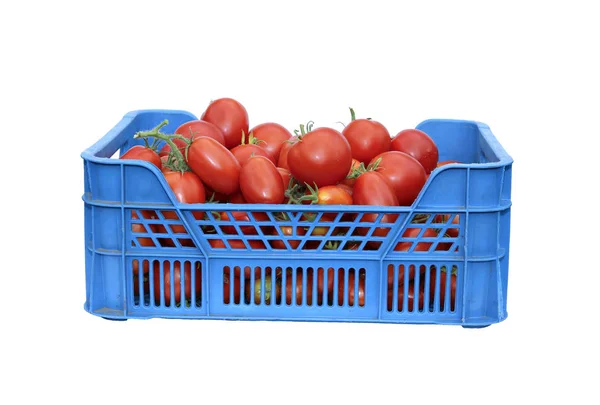 Tomates rojos en una caja de plástico aislada — Foto de Stock