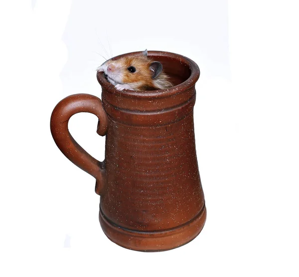 Bruin Syrische hamster kruipt in een grote aardewerk Bierpul — Stockfoto