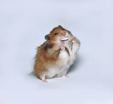 Happy brown hamster with pumpkin seed  clipart