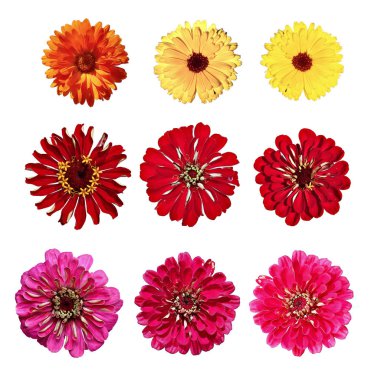 Sarı kadife çiçeği ve izole kırmızı zinnia çiçekler