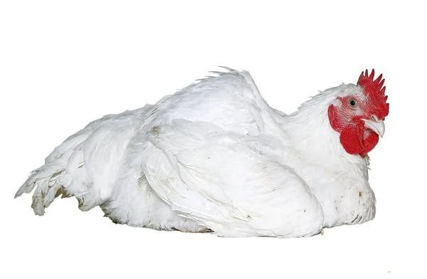 Rooster with white feathers isolated — Stock Photo, Image