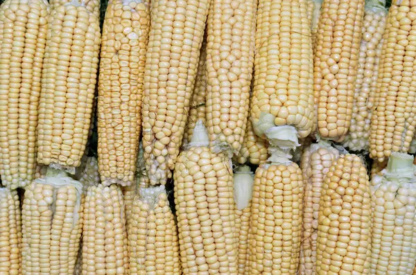 Hintergrund von frischen gelben Maiskolben — Stockfoto