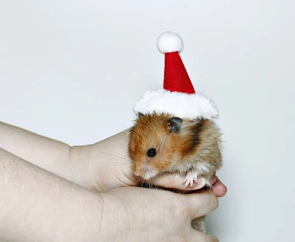 Hnědý křeček v čepici Santa Claus — Stock fotografie