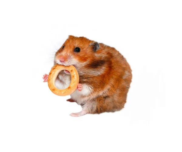 İzole dişlerde yuvarlak simit ile komik kahverengi hamster — Stok fotoğraf