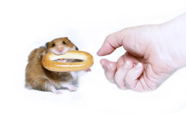Rolig brun hamster med en rund bagel — Stockfoto