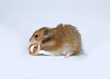 Yuvarlak simit ile komik kahverengi hamster
