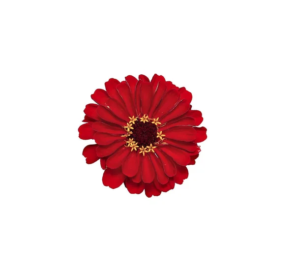 Ljusa röda blomman zinnia isolerade — Stockfoto