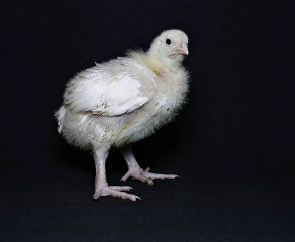 Filhote de frango — Fotografia de Stock