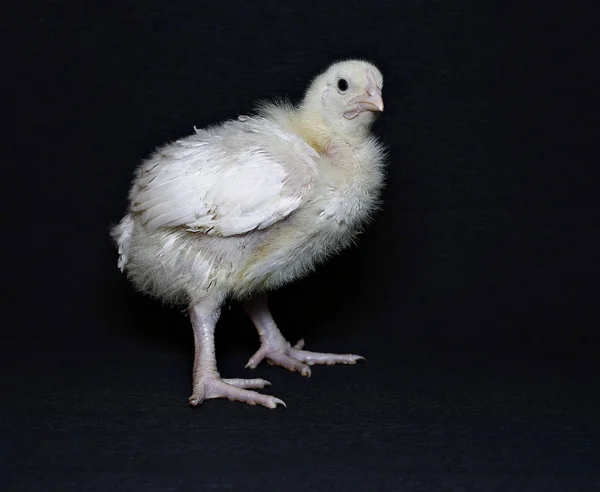 Jeune poulet à griller — Photo