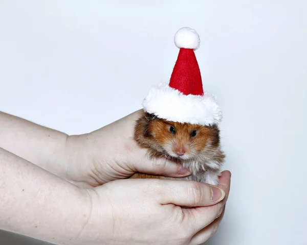 Brown hamster in the cap of Santa Claus — Stock Photo, Image