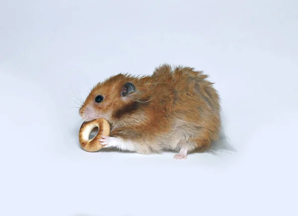 Funny brown hamster with a round bagel — Stock Photo, Image