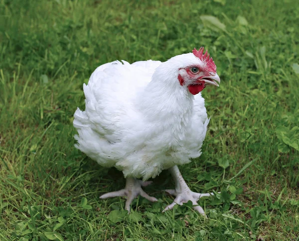 Pollo da carne cammina su un prato verde — Foto Stock