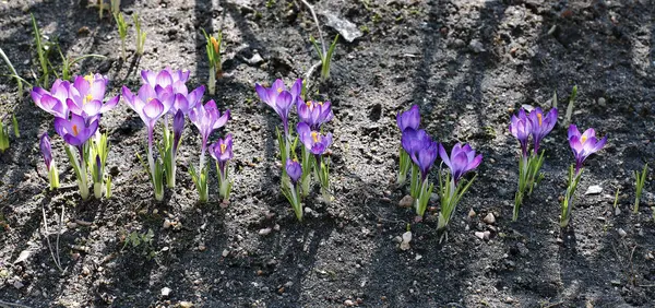 Violetta blommor av Krokus i trädgården — Stockfoto