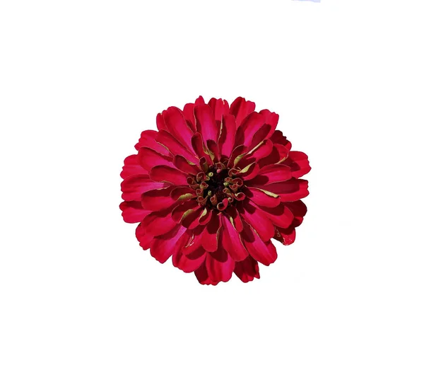 Ljusa röda blomman zinnia isolerade — Stockfoto