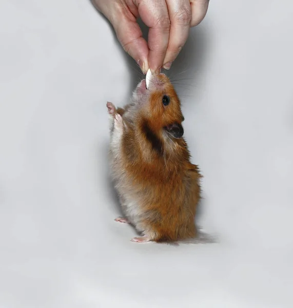 Glad brun hamster med pumpafrön — Stockfoto