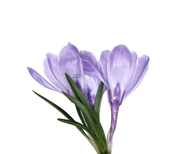 Fioletowy kwiat na białym tle krokus — Zdjęcie stockowe
