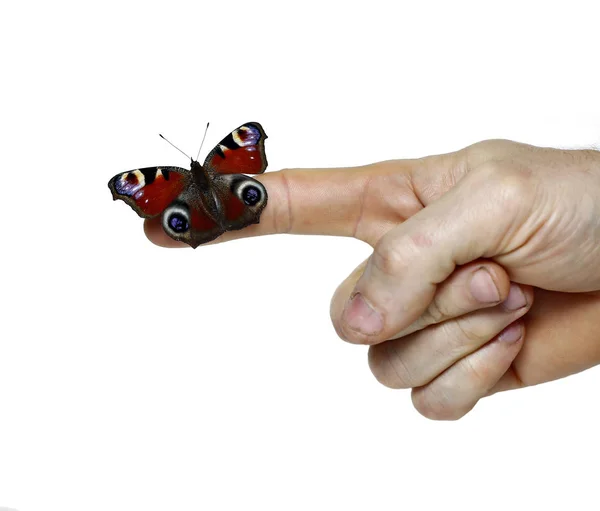 Paví oko motýl na ruku — Stock fotografie
