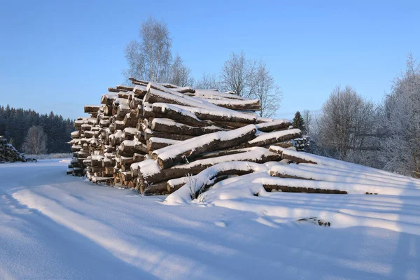 Cosechar troncos de madera en un bosque — Foto de Stock